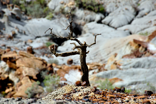 a dead branch